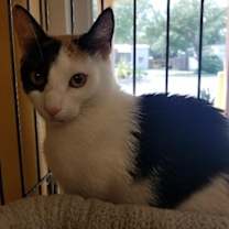 Thumbnail photo of Patches #4