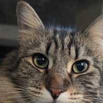 Thumbnail photo of JASPER (COURTESY POST) #1
