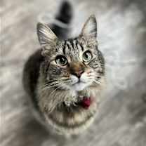 Thumbnail photo of JASPER (COURTESY POST) #2