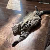 Thumbnail photo of JASPER (COURTESY POST) #3
