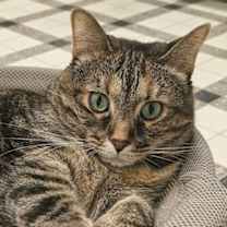 Thumbnail photo of Hazel 4634C #1