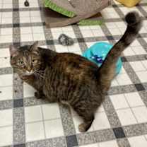 Thumbnail photo of Hazel 4634C #2
