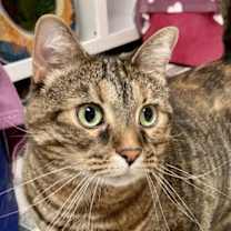 Thumbnail photo of Hazel 4634C #3