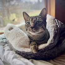 Thumbnail photo of Princess Mononoke & Howl #2