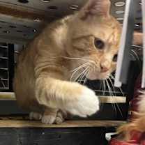 Thumbnail photo of Ceasar #4