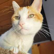 Thumbnail photo of Buster #3