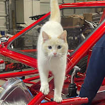 Thumbnail photo of Sugar #1