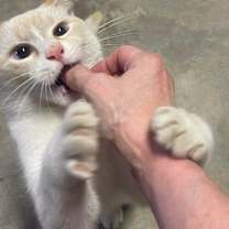 Thumbnail photo of Sugar #2