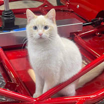 Thumbnail photo of Sugar #4