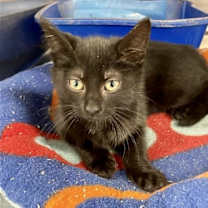 Thumbnail photo of RIPLEY #3