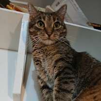 Thumbnail photo of Queenie #1