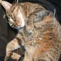 Thumbnail photo of Queenie #2