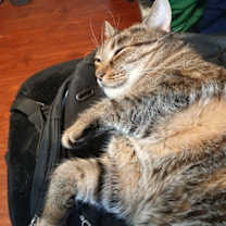 Thumbnail photo of Queenie #3