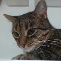 Thumbnail photo of Queenie #4