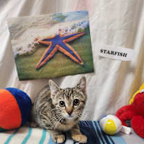 Thumbnail photo of Starfish #2