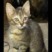 Thumbnail photo of Catalina #1