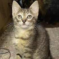 Thumbnail photo of Catalina #2