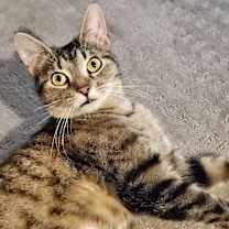 Thumbnail photo of Lulu #2