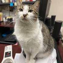 Thumbnail photo of Princess Honey #1