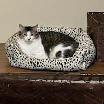 Thumbnail photo of Princess Honey #2