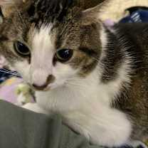 Thumbnail photo of Princess Honey #3