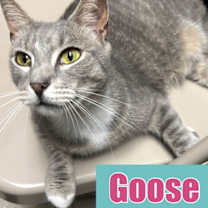 Thumbnail photo of Goose #1