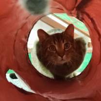 Thumbnail photo of Taz #3