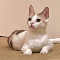 Thumbnail photo of Phoenix #1
