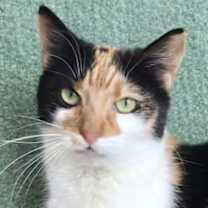 Thumbnail photo of Ginger #1