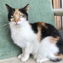 Thumbnail photo of Ginger #2