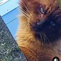 Thumbnail photo of Simon #2