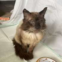 Thumbnail photo of Simon #3