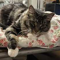 Thumbnail photo of Bella #1