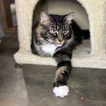 Thumbnail photo of Bella #3