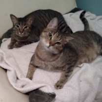Thumbnail photo of Bella & King C Ellison #1