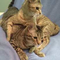 Thumbnail photo of Bella & King C Ellison #2