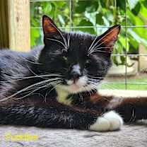Thumbnail photo of Puddles #3