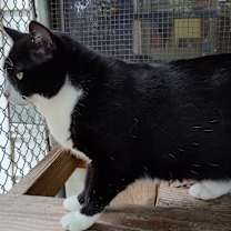 Thumbnail photo of Ivy #2