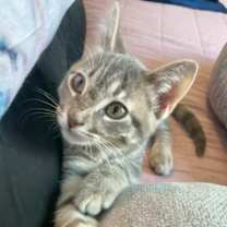 Thumbnail photo of Skittles #1