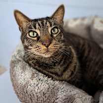 Thumbnail photo of Huck #3