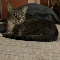Thumbnail photo of Boobear #3