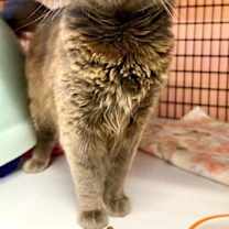 Thumbnail photo of Margaret Mary #4