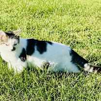 Thumbnail photo of Cleo #1
