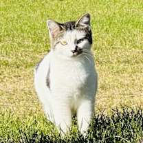 Thumbnail photo of Cleo #2