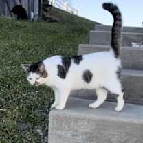 Thumbnail photo of Cleo #3