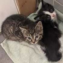 Thumbnail photo of Domino & Bartie #2