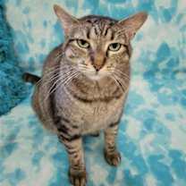 Thumbnail photo of KIONA #1