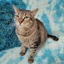 Thumbnail photo of KIONA #3