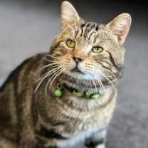 Thumbnail photo of Tommy #1