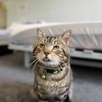 Thumbnail photo of Tommy #2